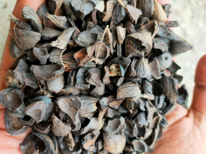 Palm Kernel Shell Biomass Fuel